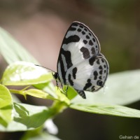 Discolampa ethion Westwood, 1851